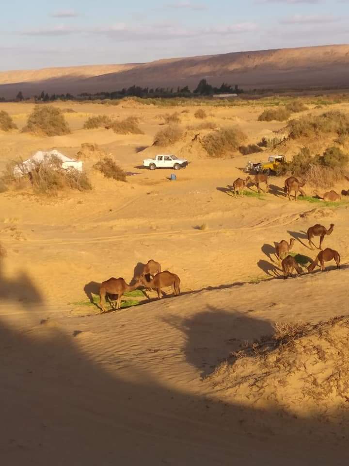 Camel Tours In Sahara Desert
