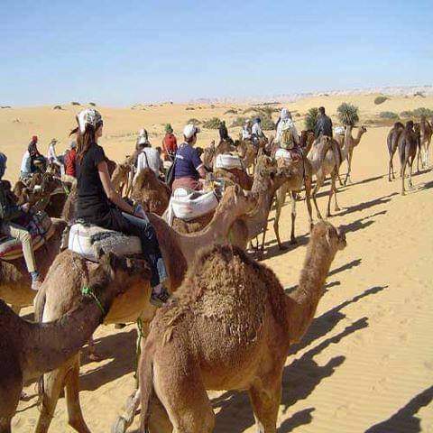 Camel Tour In Western Desert