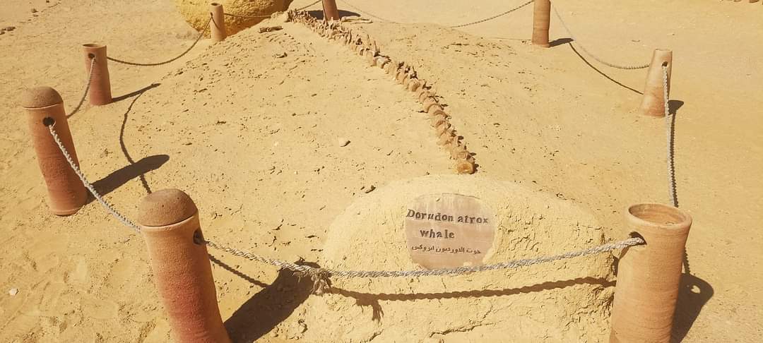 One Night In Fayom Oasis