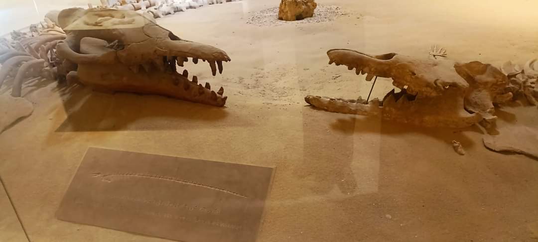 Day Trip Across Fayom Oasis